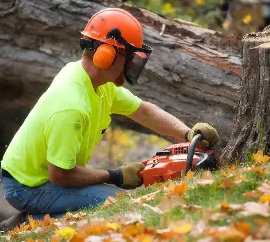 tree services Bagley